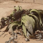 La extraña flor de Angola