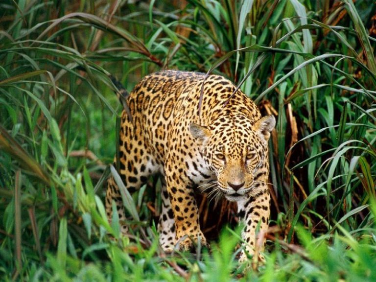 México Alberga El 12 De Flora Y Fauna En El Mundo 