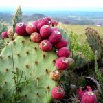 Rescatan flora y fauna en zona del nuevo AICM