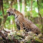 Jaguar mexicano, una especie en peligro de extinción