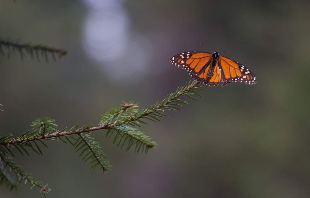 muestra fotográfica sobre mariposas monarca
