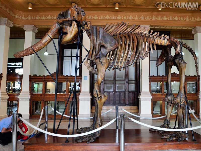 Colección Nacional de Paleontología