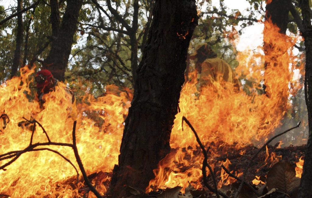 Incendios forestales dañan casi 380 mil hectáreas