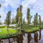 Al rescate de las chinampas en Xochimilco