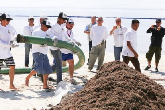 retirar sargazo de playas de Isla Mujeres