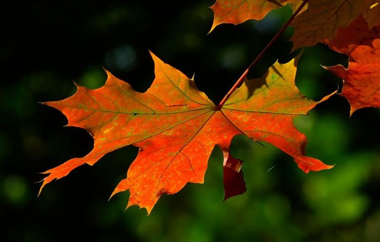 inicia el otoño