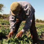 Promoverá México en COP29 política ecológica y ambiental humanista