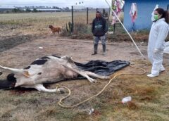 Investiga Agricultura causas de muerte de bovinos en Hidalgo