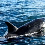 Pescadores de Sonora reportan avistamiento de orcas devorando a una ballena