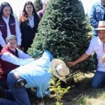 Cortan primer árbol de temporada navideña en el EdoMéx; disponen productores de 470 mil piezas a la venta