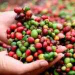 Colombia logra cosecha récord de casi 14 millones de sacos de café