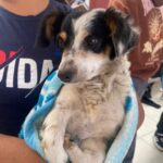 Prioriza Gobierno de la Ciudad de Puebla acciones en favor del bienestar animal