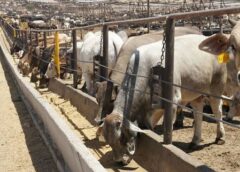 Ganaderos de Durango dejan de exportar 160 mil cabezas por pausa de EU