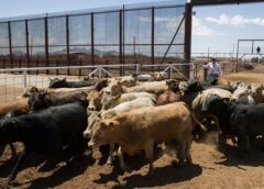 EE.UU. cierra frontera a ganado mexicano por brote de gusano barrenador